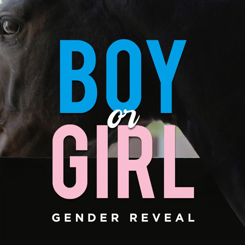 Gender Reveal